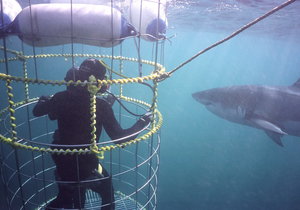 Cage diver with shark